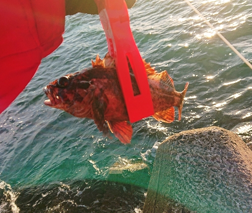 マハゼの釣果