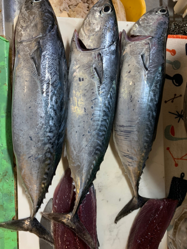 ソウダガツオの釣果