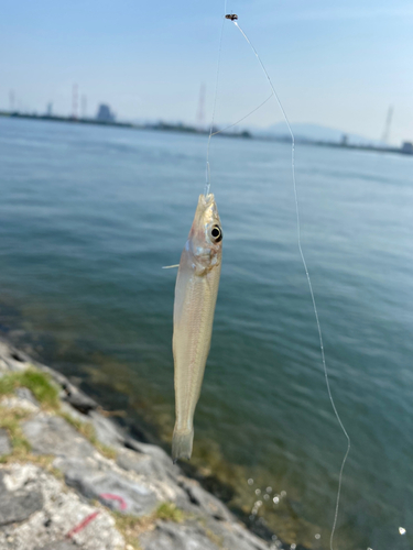 キスの釣果