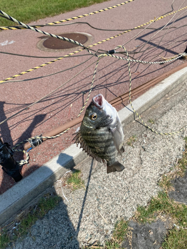 チヌの釣果