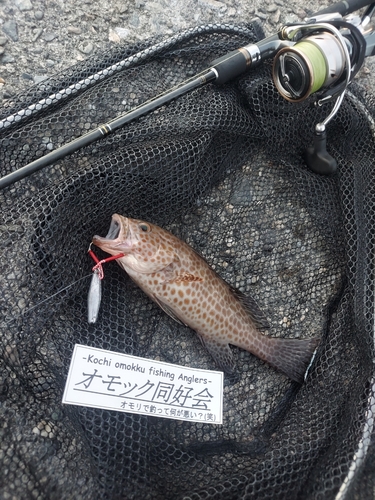 オオモンハタの釣果