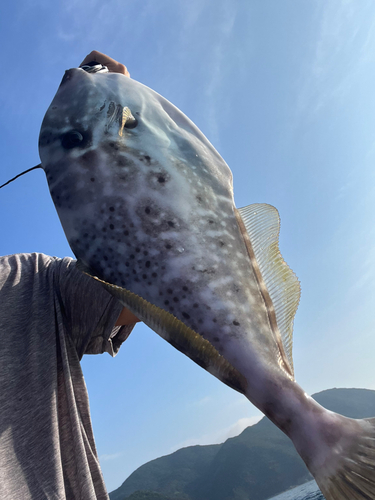 ウスバハギの釣果