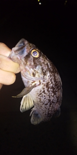 クロソイの釣果