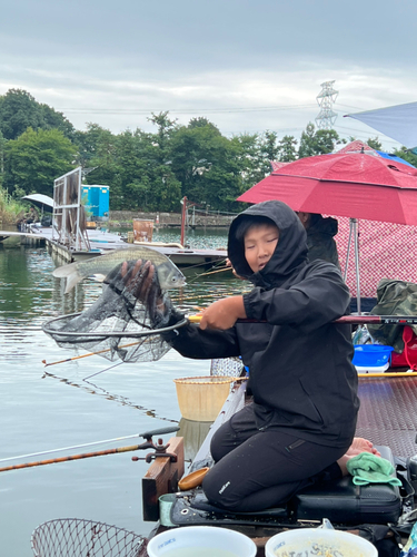 ヘラブナの釣果