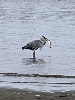 ボラの釣果