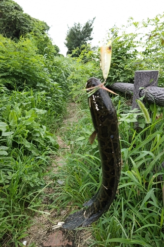 ライギョの釣果