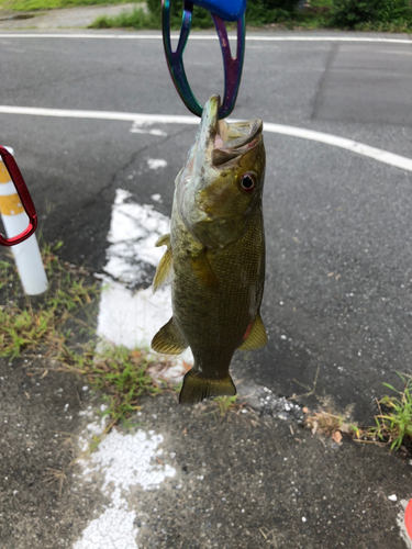 スモールマウスバスの釣果