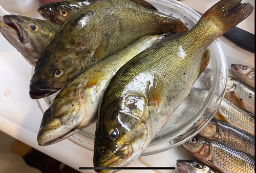 ブラックバスの釣果