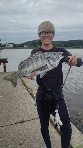 チヌの釣果