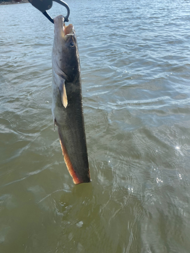 ナマズの釣果