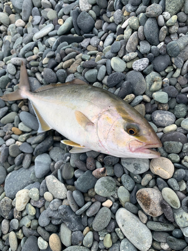 ショゴの釣果