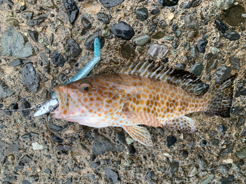 オオモンハタの釣果