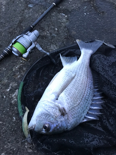 キビレの釣果