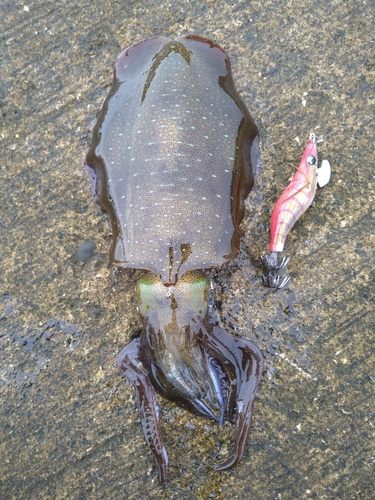 アオリイカの釣果