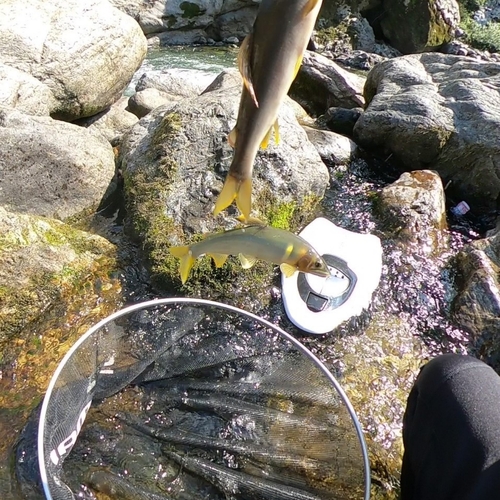 アユの釣果