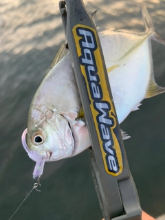 カスミアジの釣果