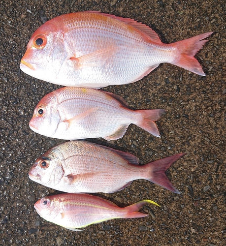 レンコダイの釣果