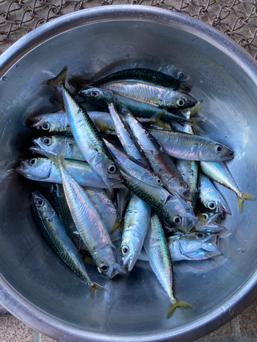 サバの釣果