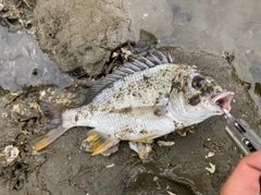 キビレの釣果