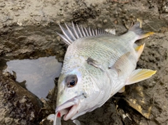 キビレの釣果