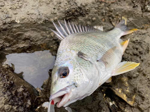 キビレの釣果