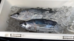 カツオの釣果