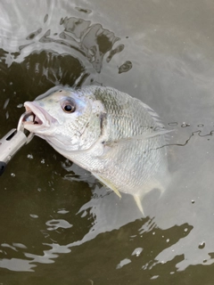 キビレの釣果