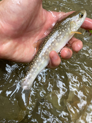 イワナの釣果