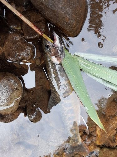 オショロコマの釣果