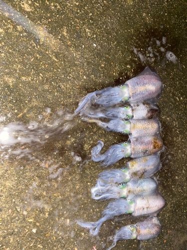 アオリイカの釣果