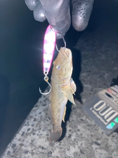 ハゼの釣果