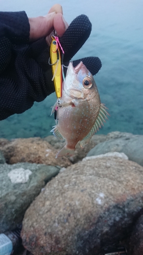 チャリコの釣果