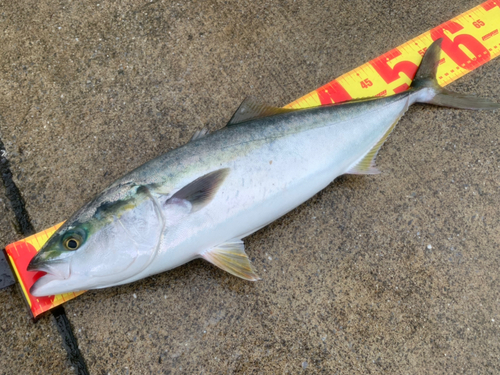 イナダの釣果