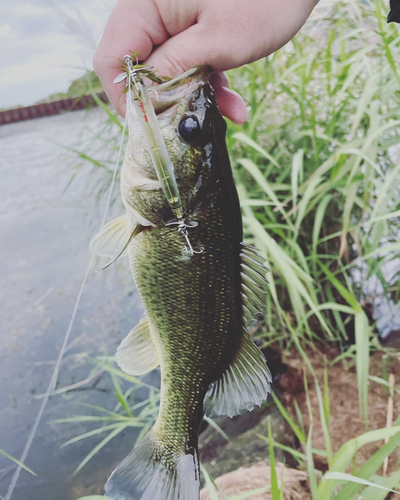 ブラックバスの釣果