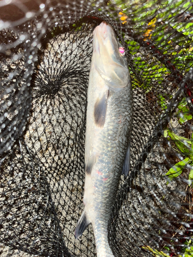 ニゴイの釣果