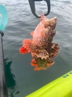 オニカサゴの釣果