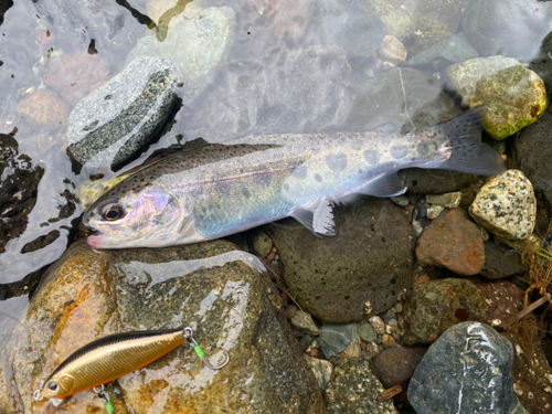 ニジマスの釣果