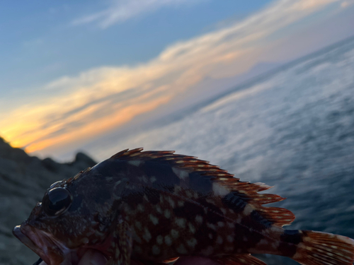 アラカブの釣果