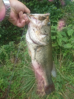 ラージマウスバスの釣果