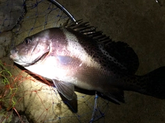 コショウダイの釣果