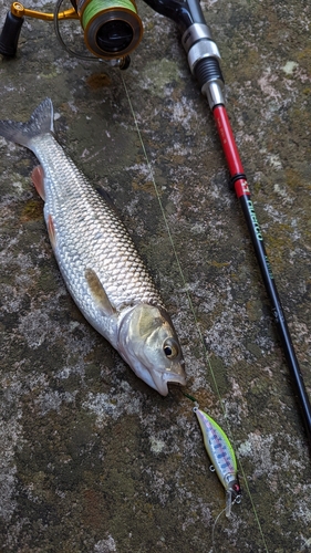 釣果