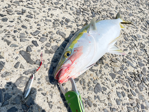 ハマチの釣果