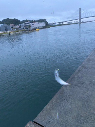 サバの釣果