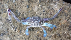 カニの釣果
