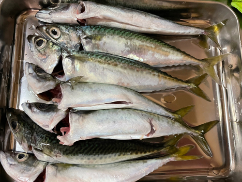 サバの釣果