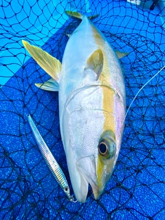 ヒラマサの釣果