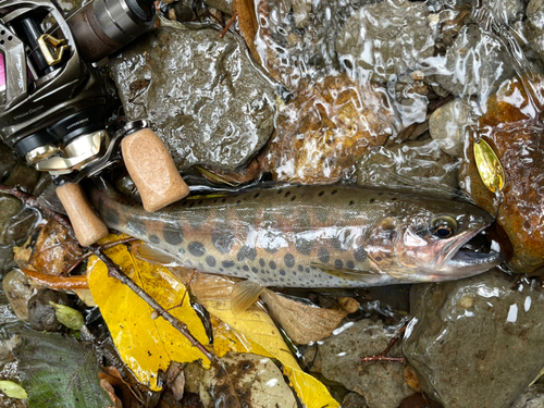 ヤマメの釣果