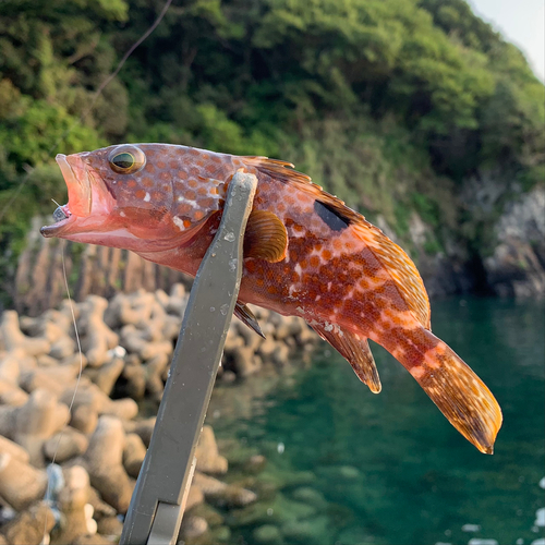 キジハタの釣果