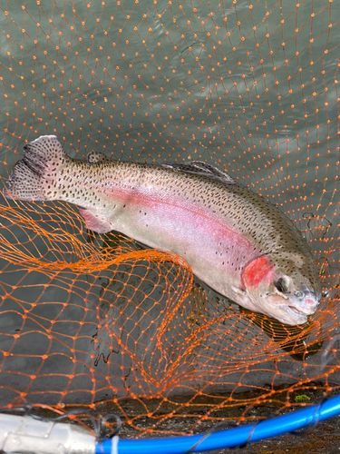 ニジマスの釣果