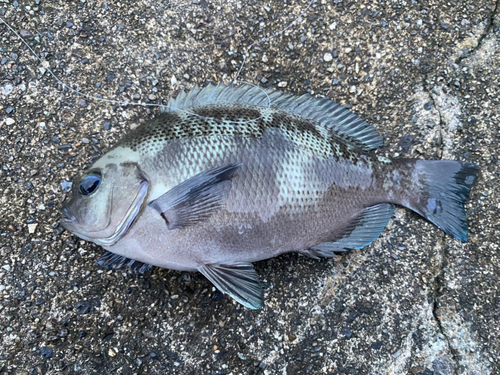 グレの釣果